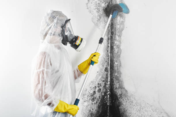 Best Basement Mold Removal  in Prescott, AZ