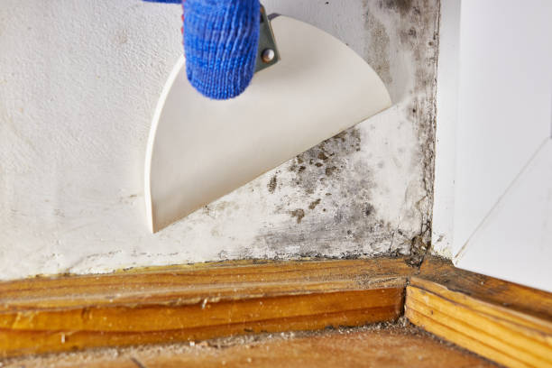 Best Real Estate Mold Inspection  in Prescott, AZ